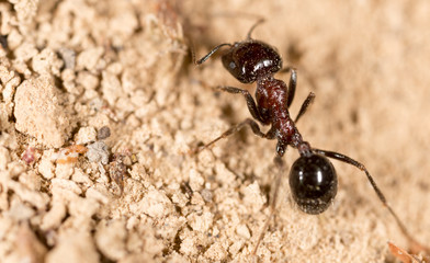 ant in nature. macro