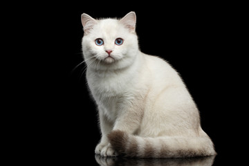 Adorable British breed Cat White color with magic Blue eyes, Sitting on Isolated Black Background with reflection
