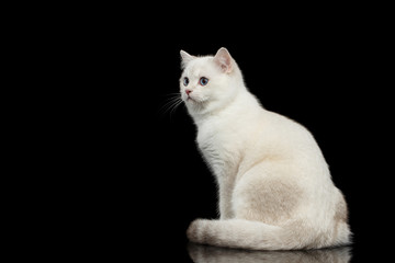 Adorable British breed Cat White color with magic Blue eyes, Sitting on Isolated Black Background with reflection