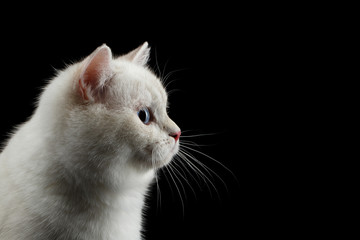 Fototapeta na wymiar Close-up Furry British breed Cat White color with magic Blue eyes on Isolated Black Background, Profile view
