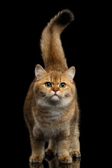 British breed Cat Gold Chinchilla color Standing with furry tail and Looking in Camera, Isolated Black Background, front view