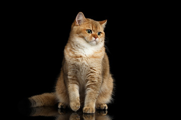 Furry British breed Cat Gold Chinchilla color Sitting and Looking in Camera, Isolated Black Background, Front view