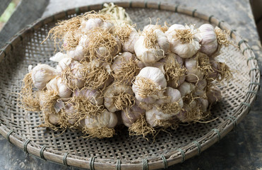 Garlic