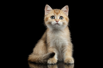 Cute British breed Kitty Gold Chinchilla color with tabby, Sitting Isolated Black Background with reflection, Front view