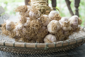 Garlic