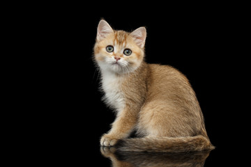 Cute British breed Kitty Gold Chinchilla color with tabby, Sitting Isolated Black Background with reflection, Side view