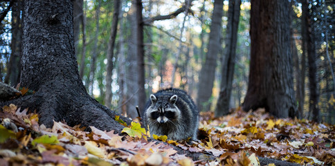 Raccoon in fall