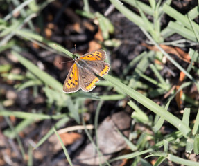 orange butterfly in the grass on the nature