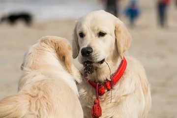 dog breed golden retriever playing in the sand on the beach of the Baltic Sea