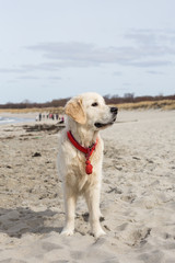 dog breed golden retriever playing in the sand on the beach of the Baltic Sea