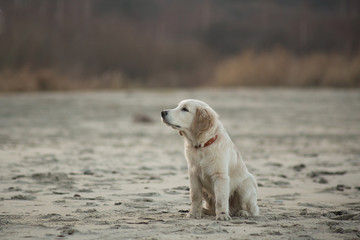 Obraz premium puppy golden retriever playing with the waves of the surf, the Baltic Sea