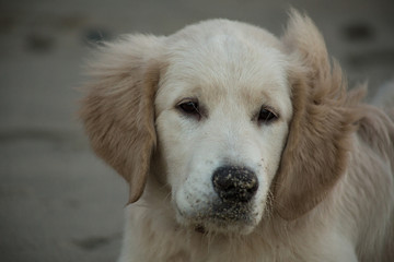 puppy golden retriever playing in the sand on the beach, Baltic Sea