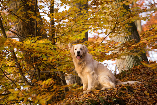 dog breed golden retriever playing on the background of autumn leaves yellow.