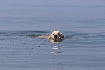 Fototapeta premium Golden Retriever swims in a sea of green water, the Baltic Sea, a sunny day