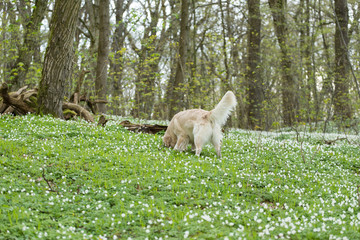 Obraz premium golden retriever on a flowers background, Anemones flowers on the green grass, spring forest