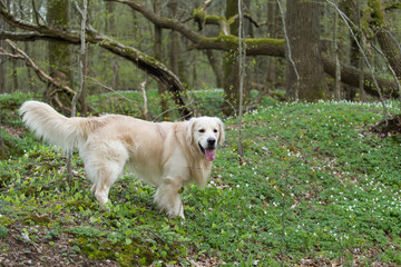 golden retriever on a flowers background, Anemones flowers on the green grass, spring forest