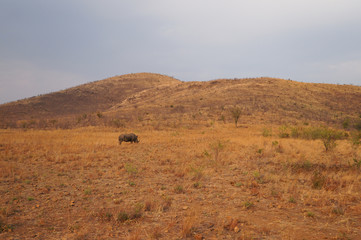 Obraz premium Rhinoceros in nature, Pilanesberg National Park, South Africa.