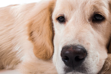 contorts face, sitting in the studio, white background