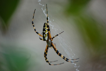 Spider