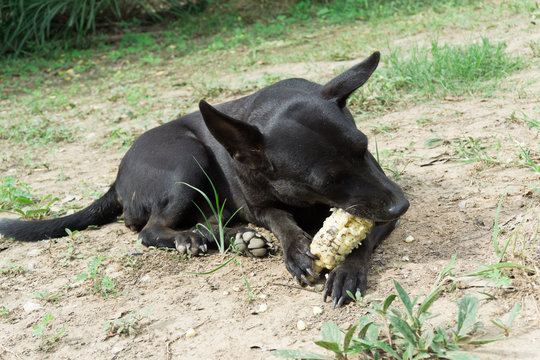 Cute Dog Eating Boiled Corn.