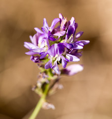 Fototapeta premium blue flower in nature