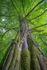 Photo sur Plexiglas Arbres Un vieil arbre vert majestueux dans une forêt naturelle en Irlande.