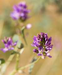 blue flower in nature