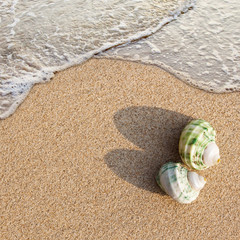 Shellsea on the beach