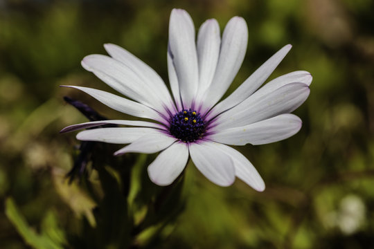 Bloeiende bloemen langs het strand