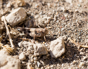 grasshopper on the ground in nature