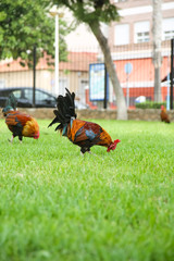 Fototapeta premium Spotted orange with black and green rooster walks in the Park.