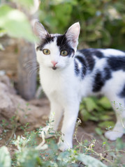 Beautiful kitten on nature