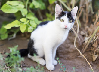 Beautiful kitten on nature