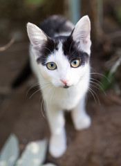 Beautiful kitten on nature