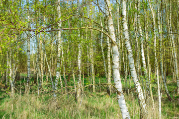 Obraz premium Zielony las