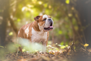 English Bulldog in the autumn forest