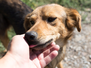 dog licks the hand of man