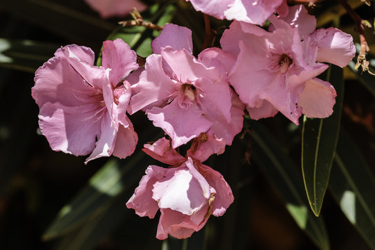 Oleander struik met  bloeiende bloemen