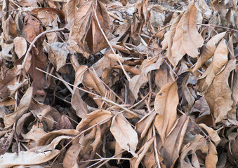 Dry leafs yellow

