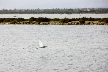 Little egret flying over the water