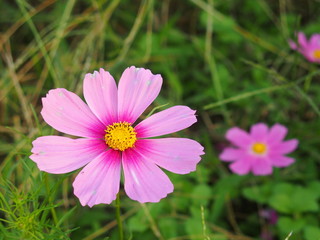 Obraz premium Kwiat kosmosu