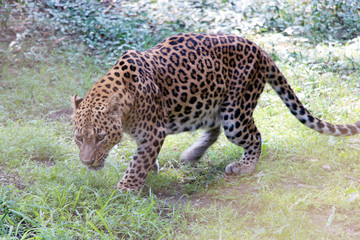 Panther hunting in safari. Panther hunting in Jaldapara Leopard safari, India.