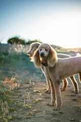 Red Poodle