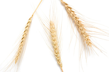 ears of wheat on a white background
