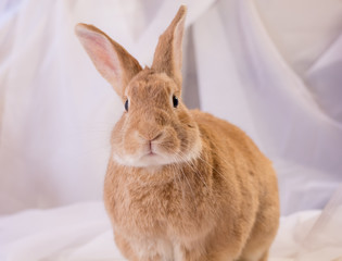 Adorable and cute domestic rabbit poses in soft light