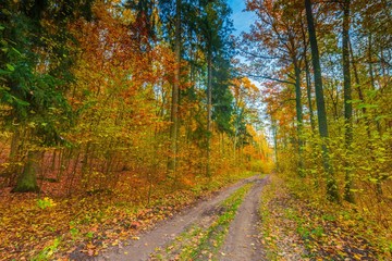 European autumnal forest landscape