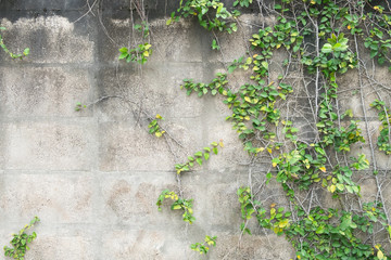 Naklejka premium Green climber plant on dirty and old gray brick wall for background and copy space.