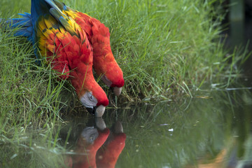 colorful Scarlet Macaw parrot 