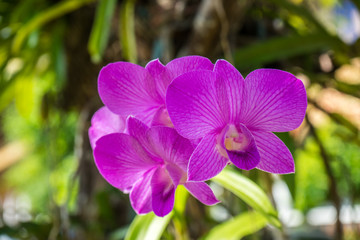 Orchid flower