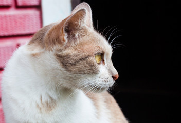 portrait of adult tabby cat